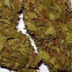 Buy Pineapple Express Strain